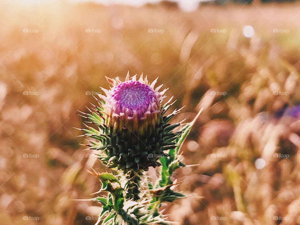 Cardoon (Cynara cardunculus) or artichoke thistle