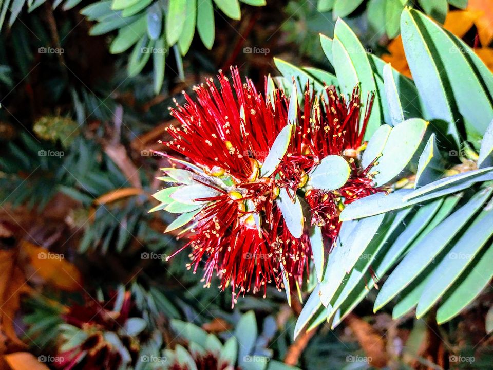 beautiful red winter flower with yellow tips
