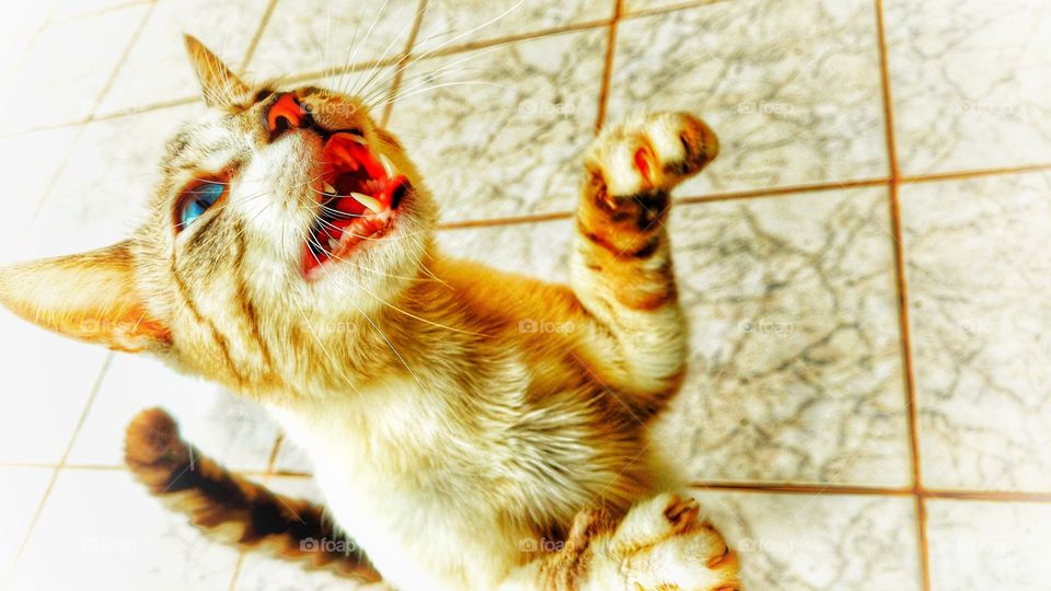 O gato de pé em duas patas. Boca aberta, miando, mostrando os dentes, presas.