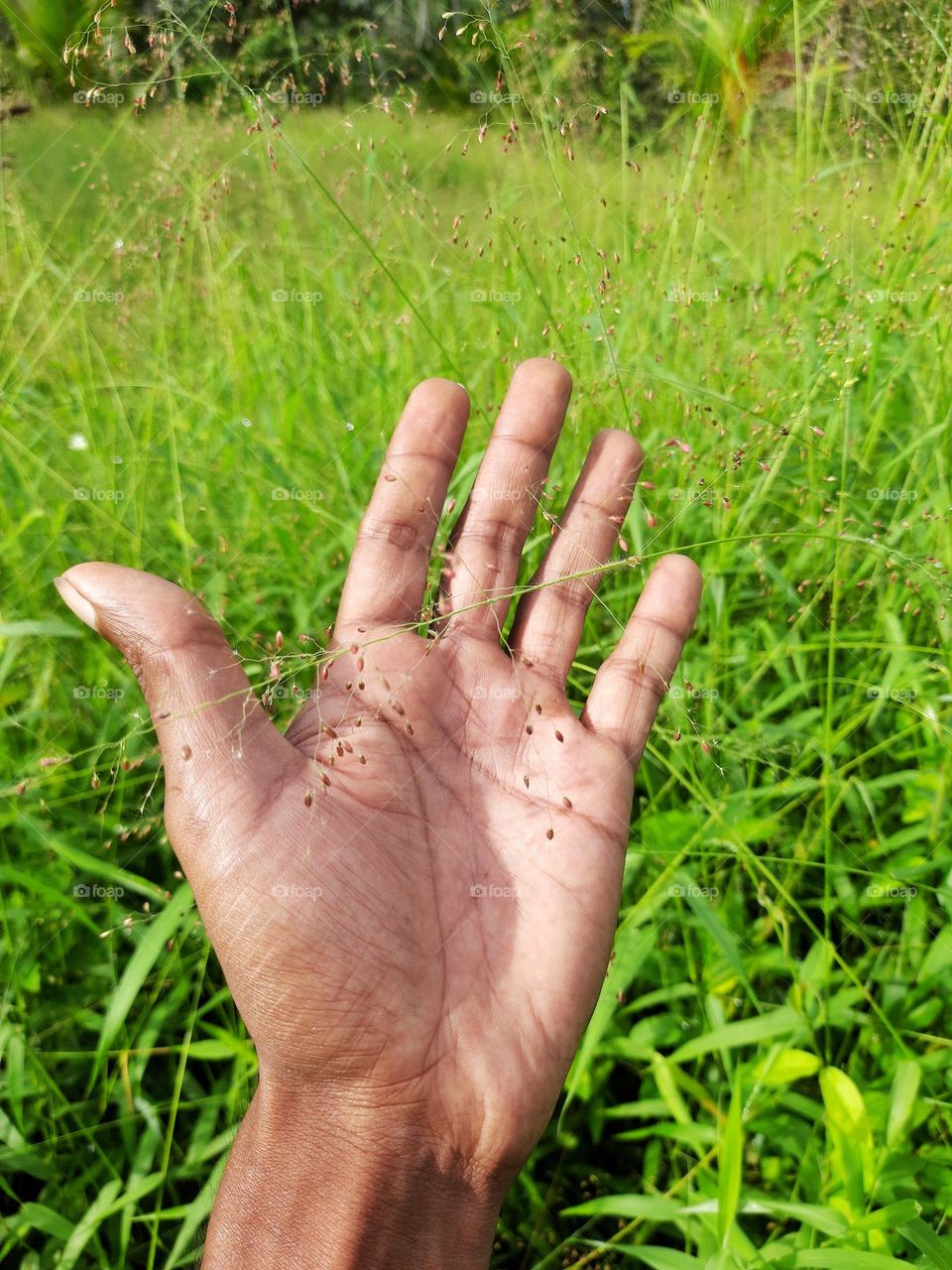 A photo of me holding a grass flower in my hand.