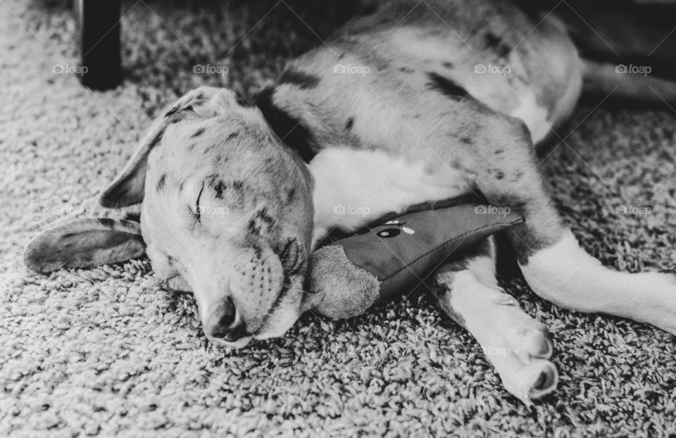 Mixed breed leopard dog sleeping on the floor cuddled with a chili pepper toy