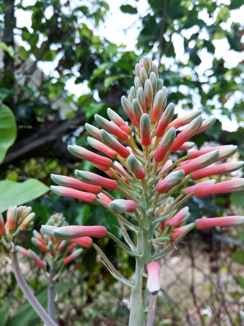 Nature, Flower, Tree, Flora, Garden