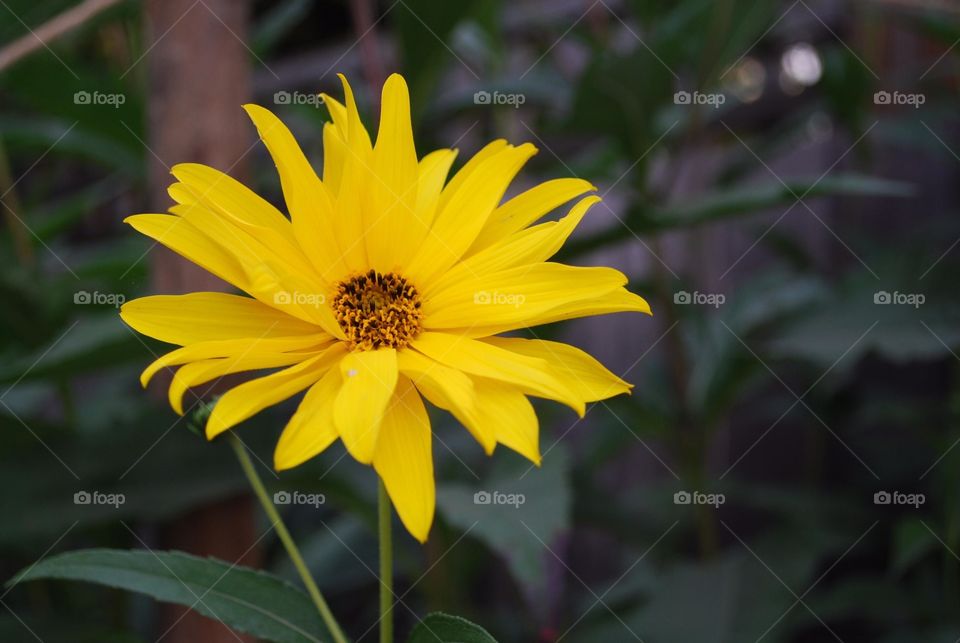 Blooming yellow flower