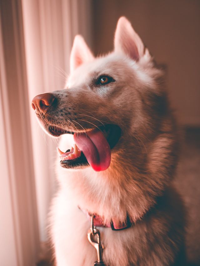 husky pictures