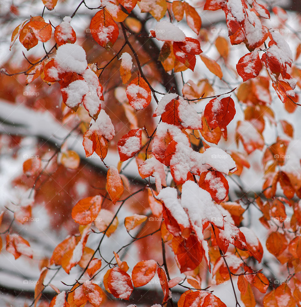 Snow on autumn leaves