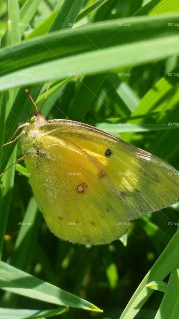 butterflies. fragile beauties.