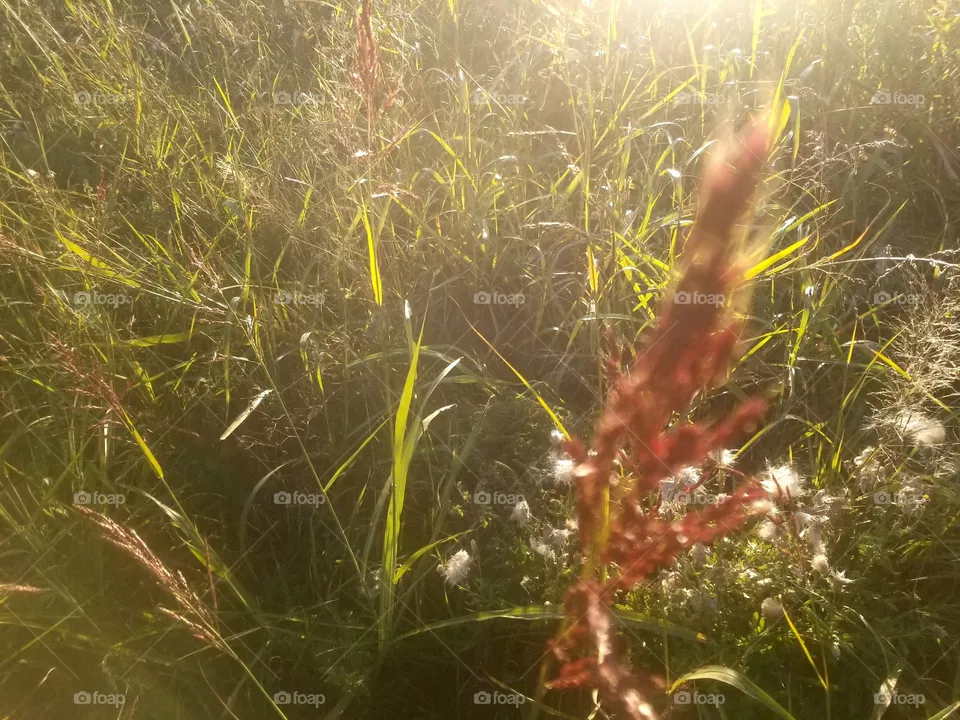 nature