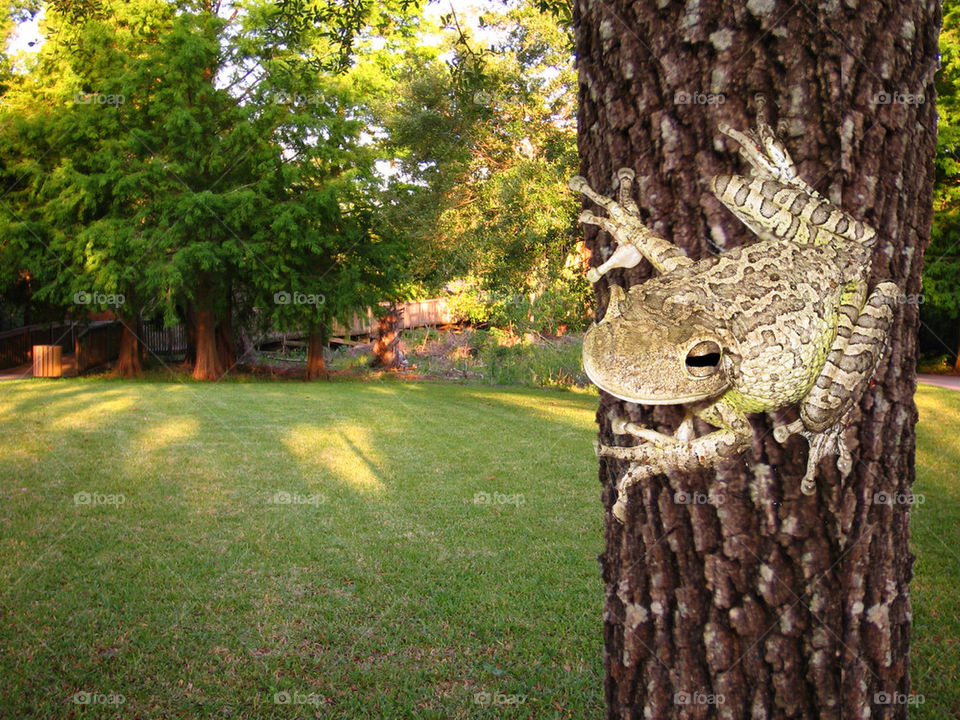 field grass tree park by dslmac2