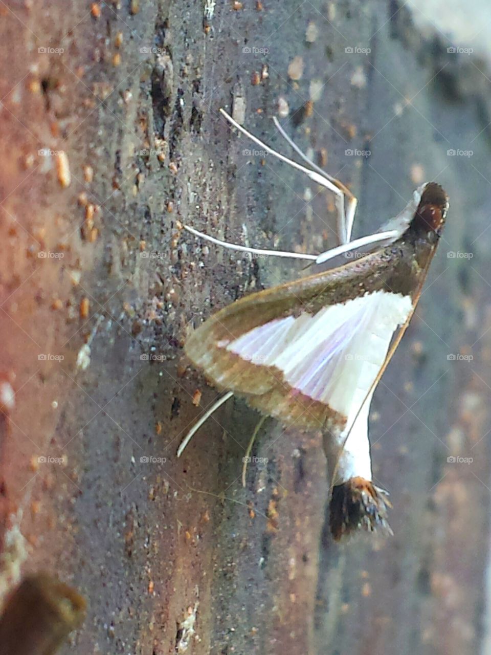 Journey Moth