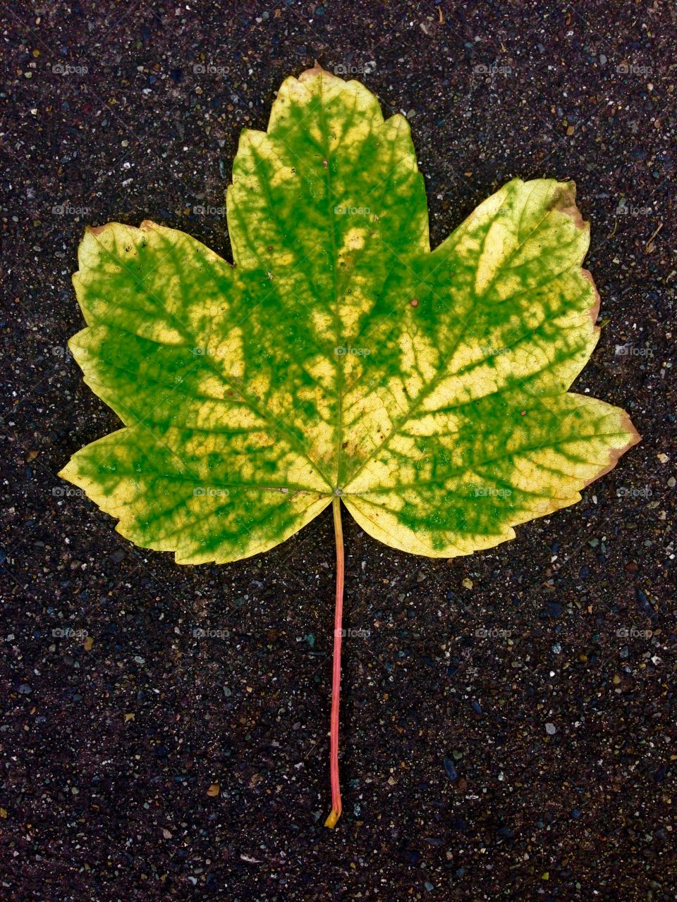 Leaf. 