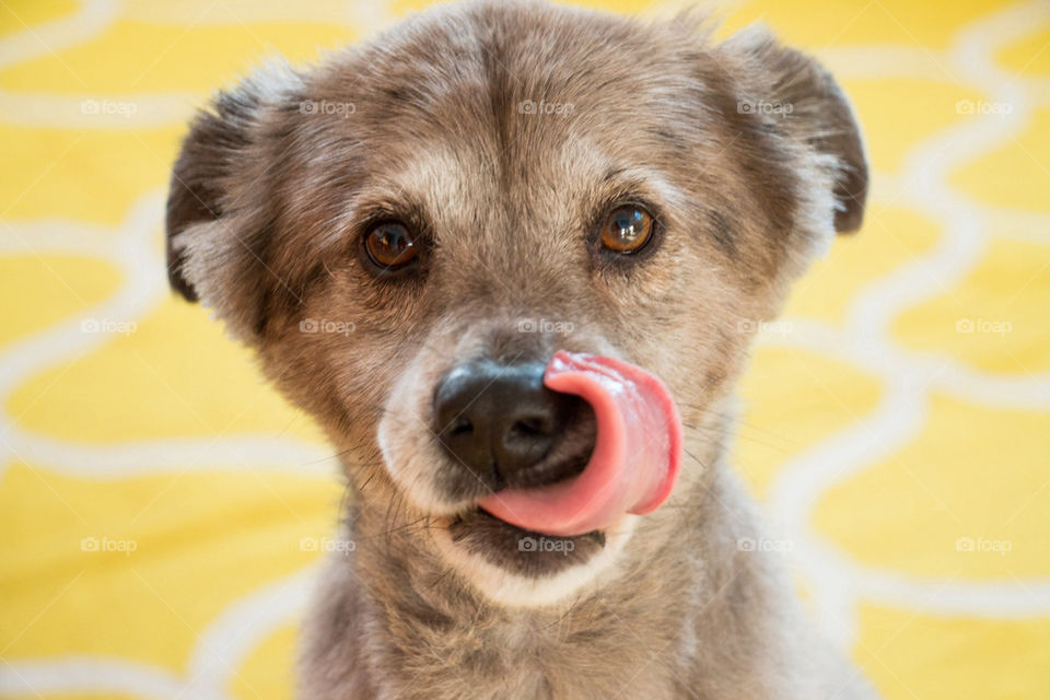 Close-up of dog