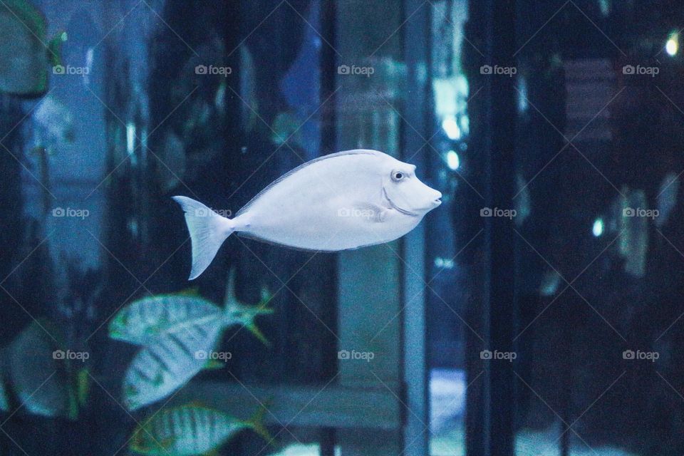 bleu fish