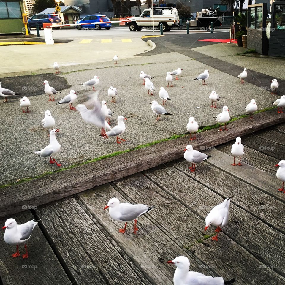 Seagulls gathering 