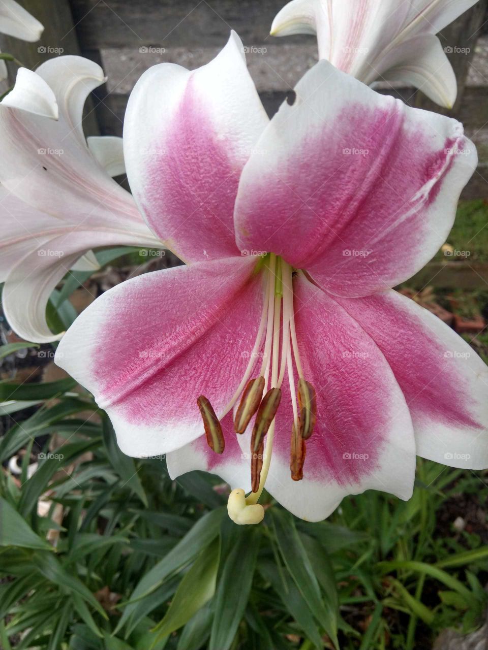 pink white lily flower