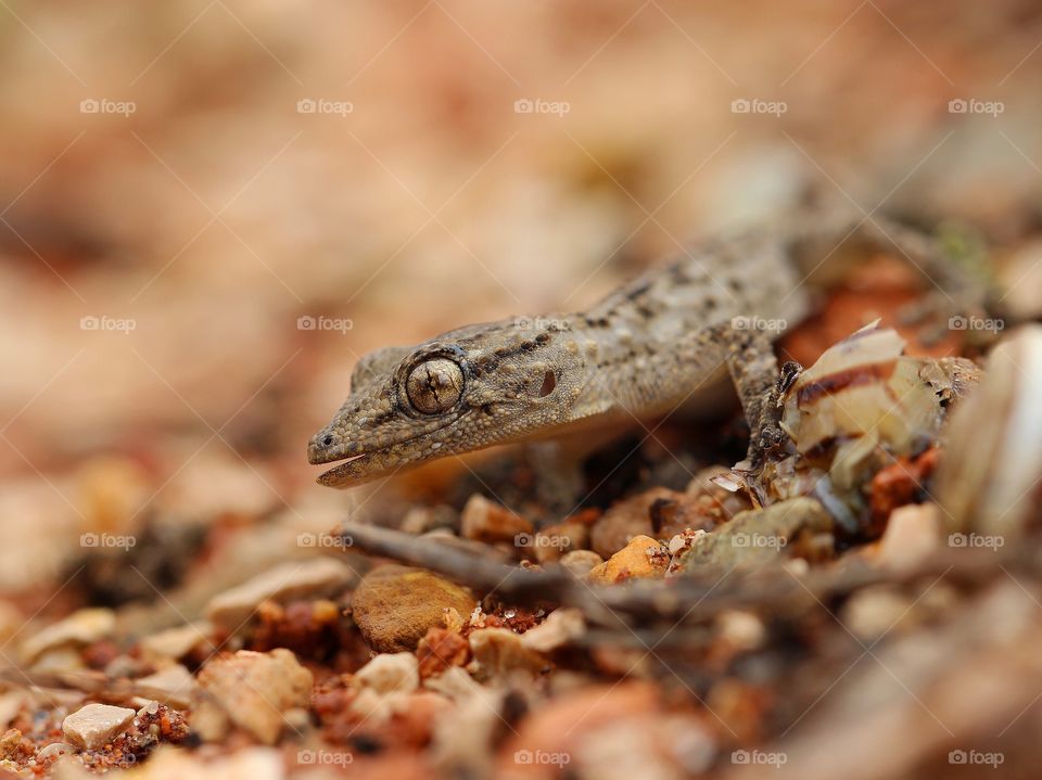 Beautiful macro gecko smiling to the camera 