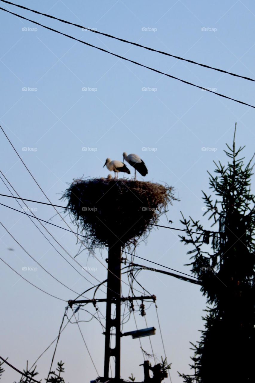 Two storks in their nest on electric pole