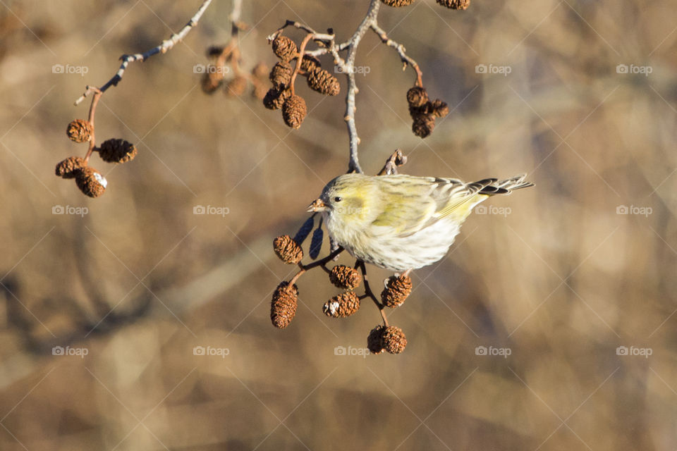 Small yellow brown bird on branch eating alder catkins - Siskin  - grönsiska