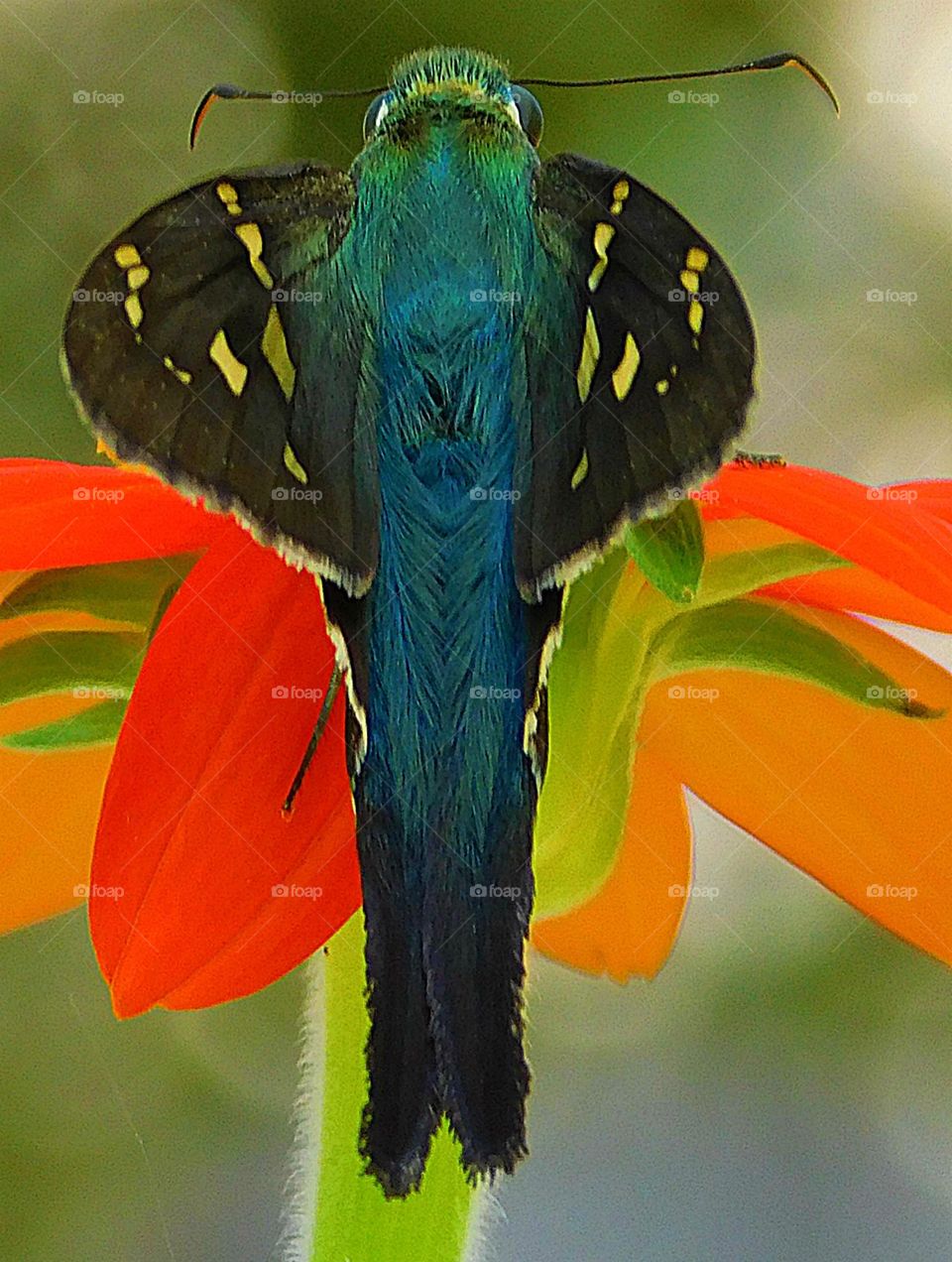 Capture the Power of Complimentary Colors - Blue/Orange - Long-tailed skipper - Blue generally symbolizes calmness, trust, intelligence, and loyalty, while orange is associated with creativity, while Orange can signify youth, energy and vibrancy