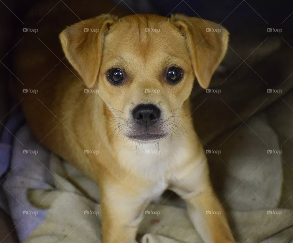 Nala Puppy