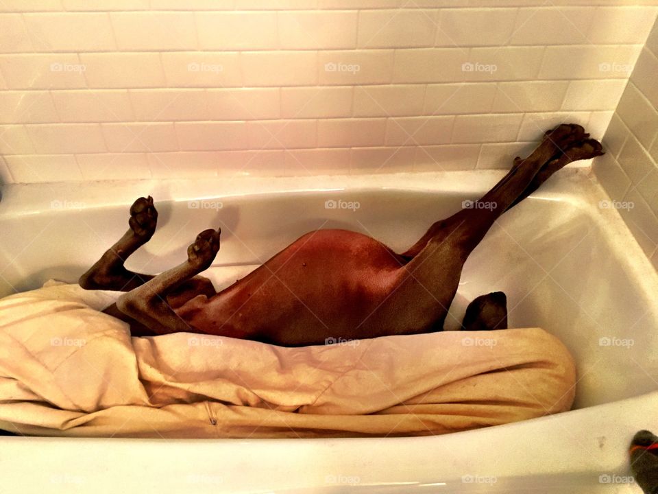 Weimaraner in Tub. 