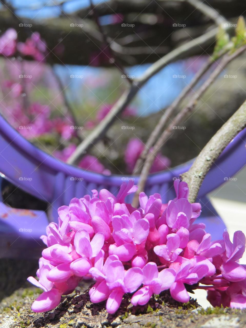 Close up of a Redbud blossom with a mirror reflection 