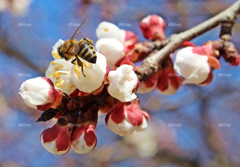 Working bee and blooming branch