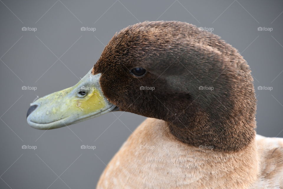 two-tone brown duck head