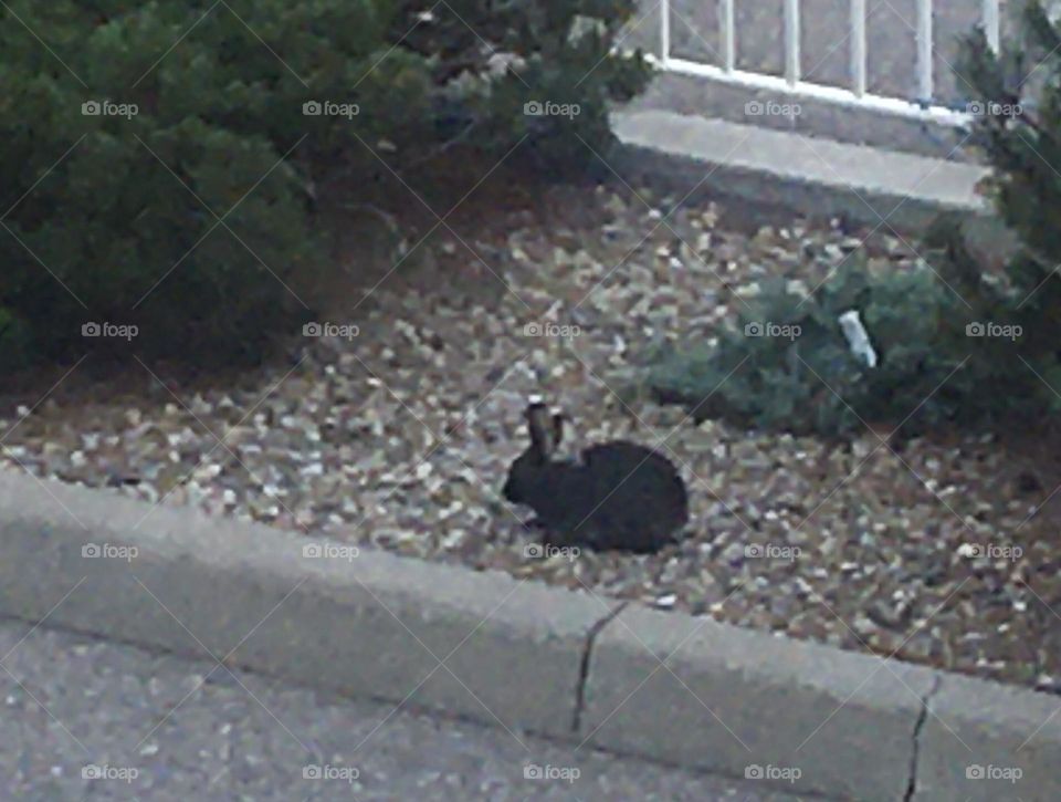 Don’t see too many cute, wild, black, bunny rabbits, running around here, so I had to take this photo, of it in this gravel, mulch flower garden with bushes, by a cement road, with white metal fence