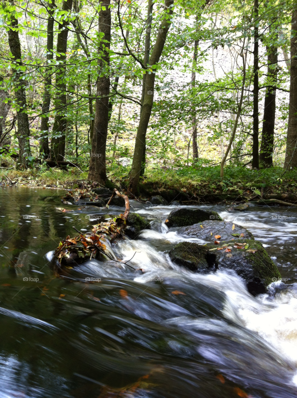 green spring trees vår by Brajt