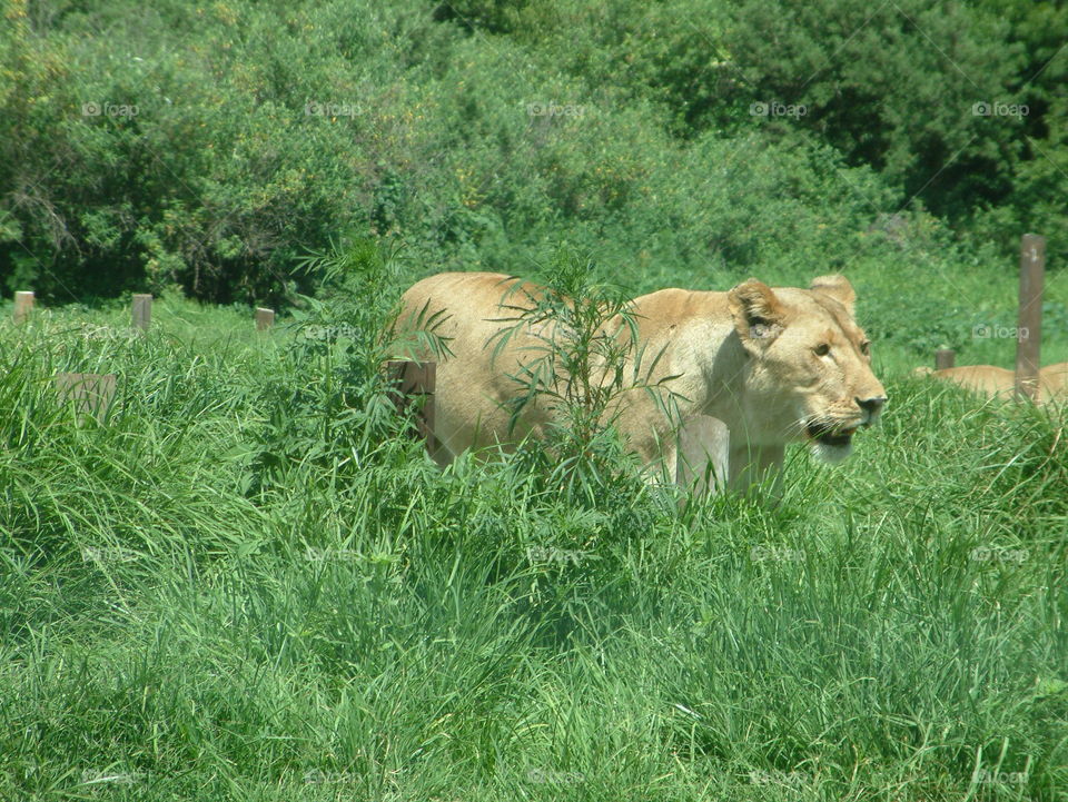 Lioness at hunt