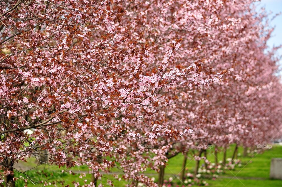 Tree, Cherry, Season, Flower, Branch