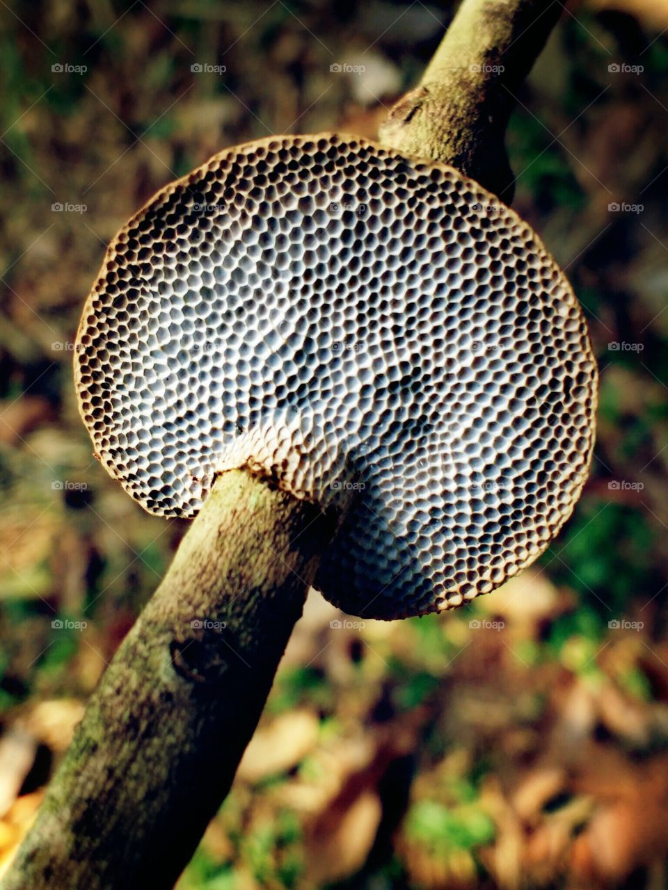 tree mushroom