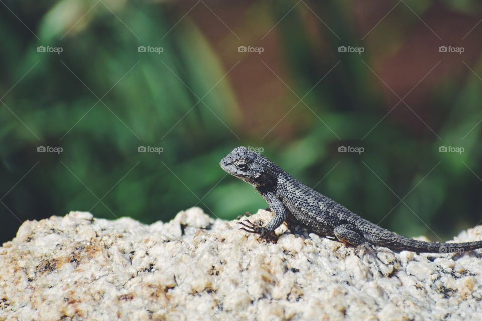 lizard