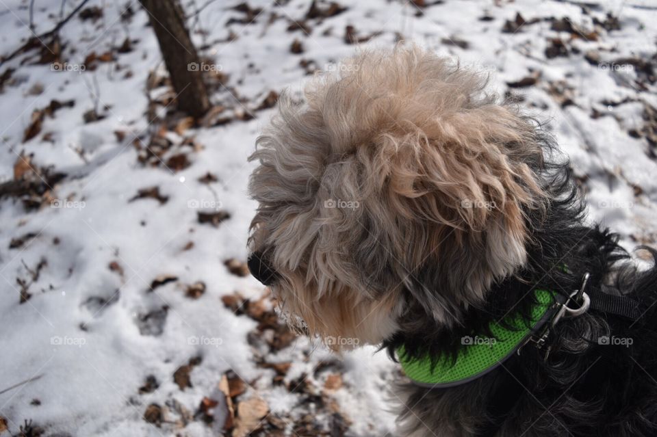 Snow dog