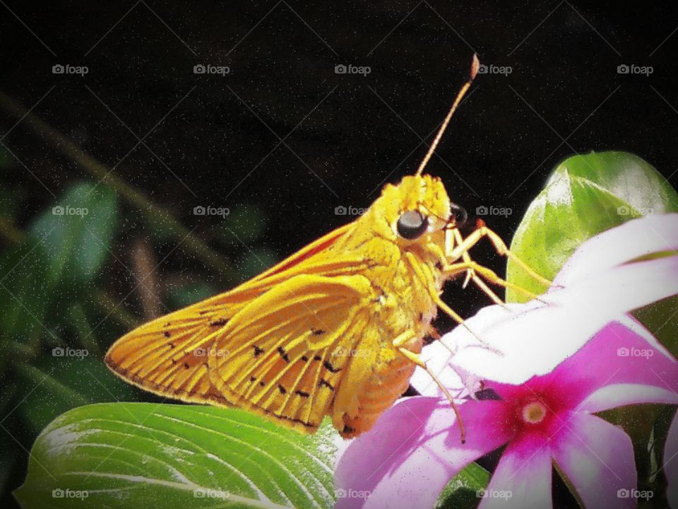 A beautiful butterfly standing on the flower.