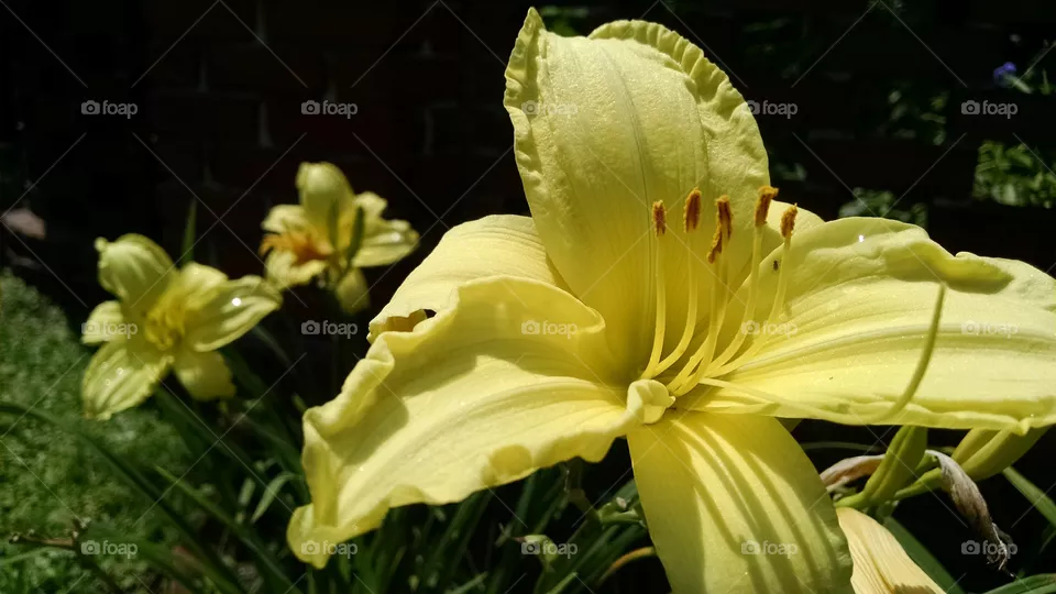 Flower