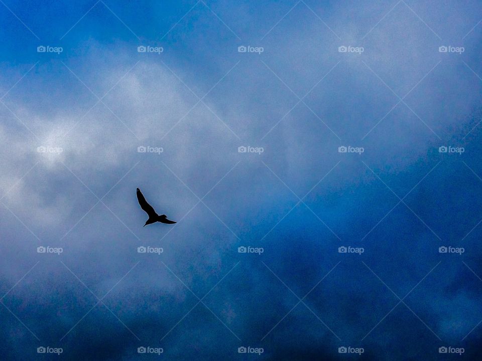 Birdie. Birds fly under the clouds