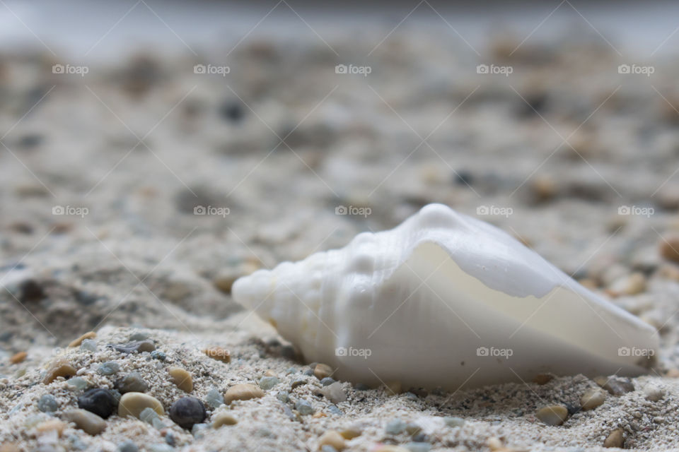 White sea shell on sandy beach