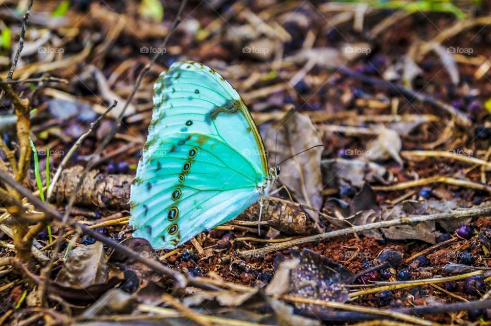turqueza baterfly
