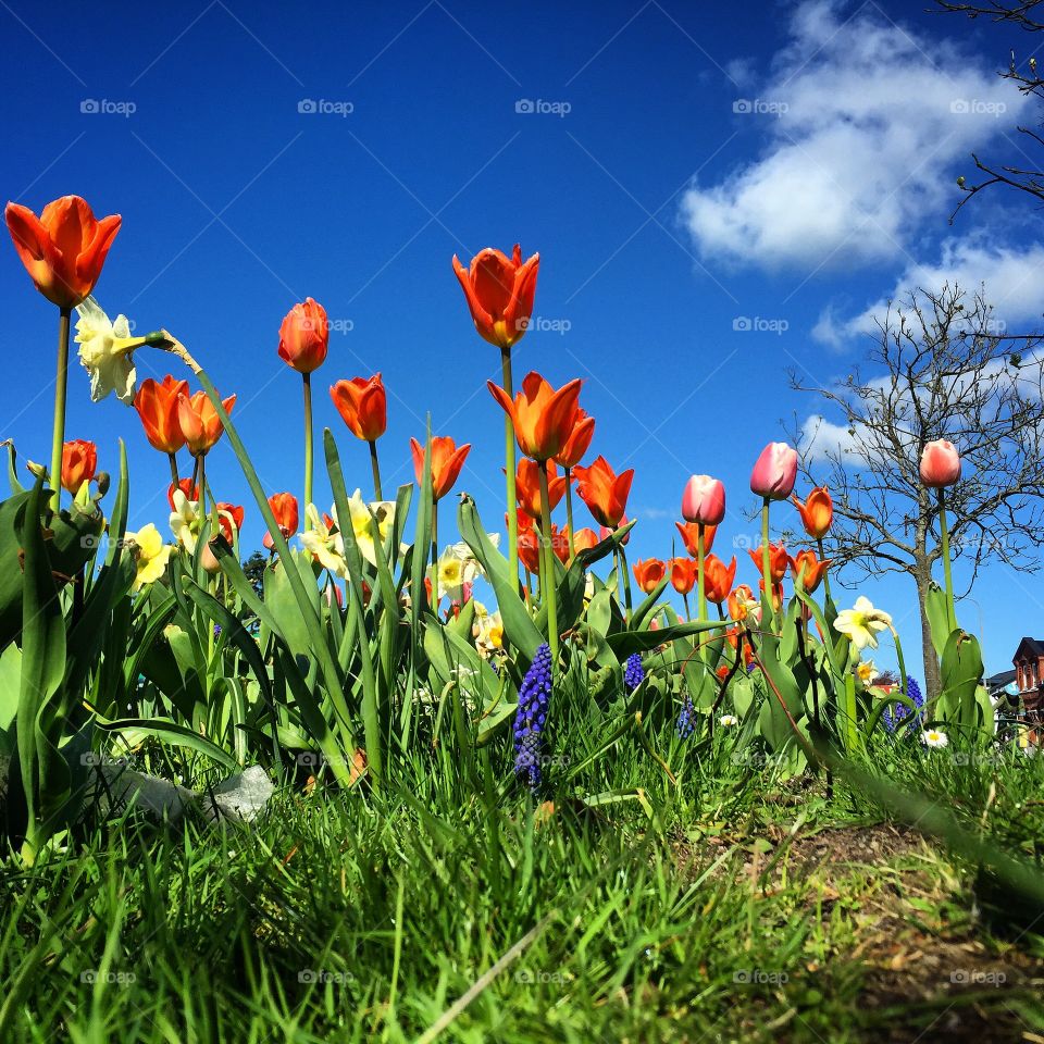 Vår / Blommor