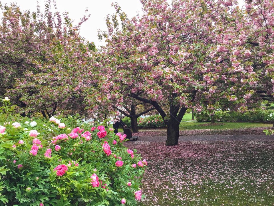 Embrace the pink flowers through cherry blossom season.