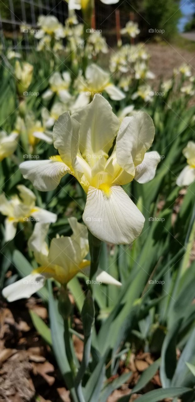 iris flowers in spring bloom