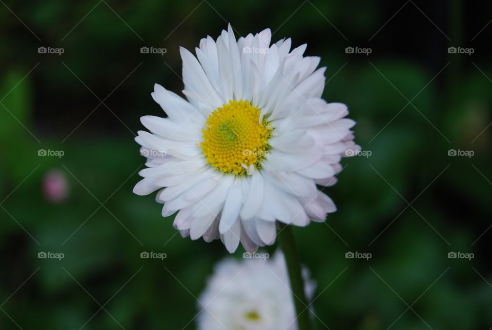 Nature, Flower, Flora, No Person, Summer