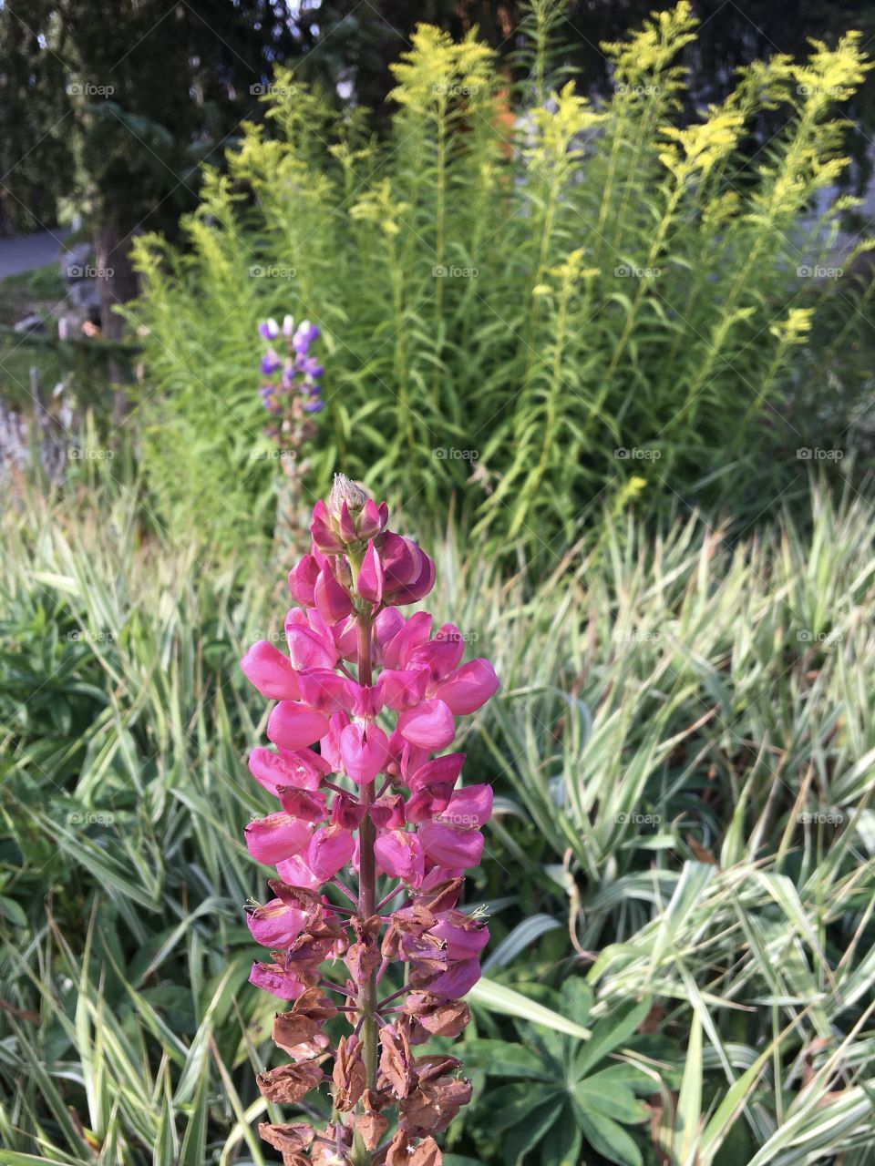 Wild lupine blooming in mountains 