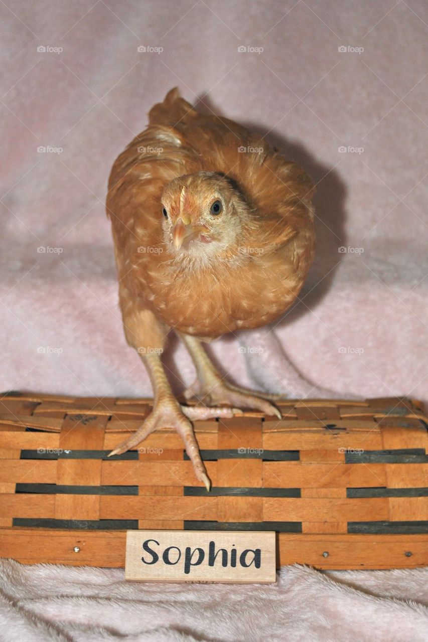 Sophia the Orpington 