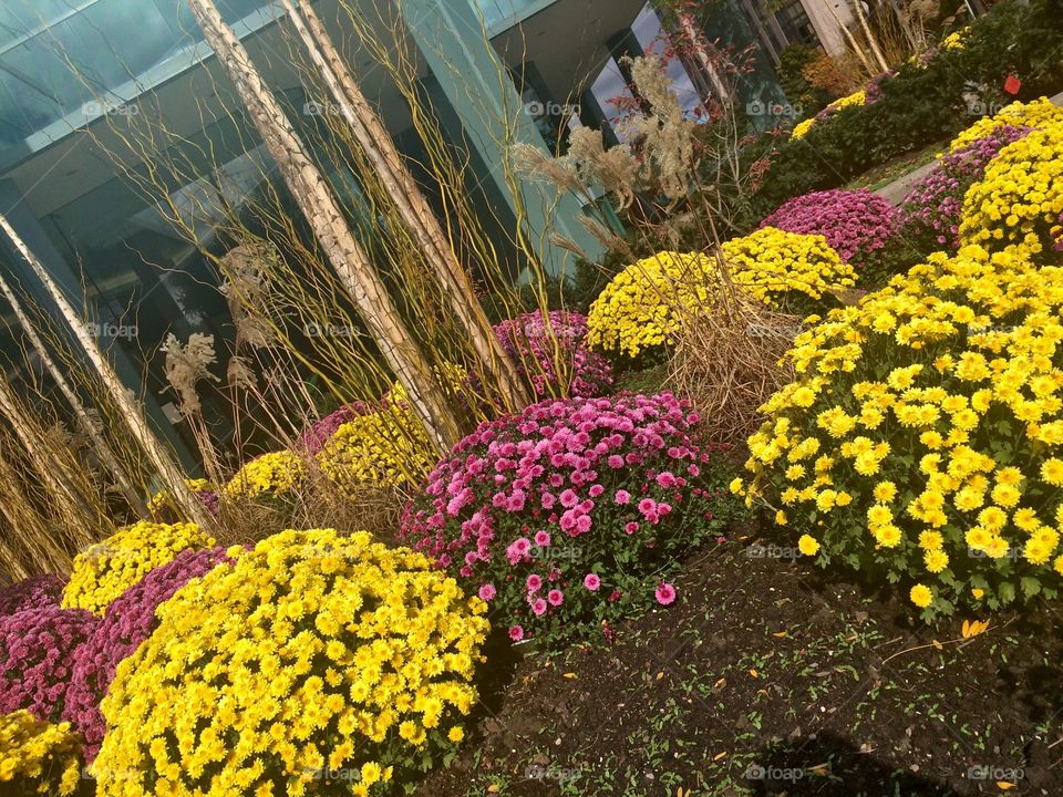 Beautiful flowers in the street