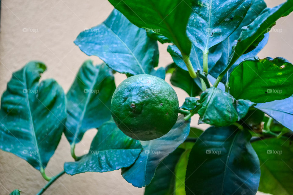 Green lemon on a branch 