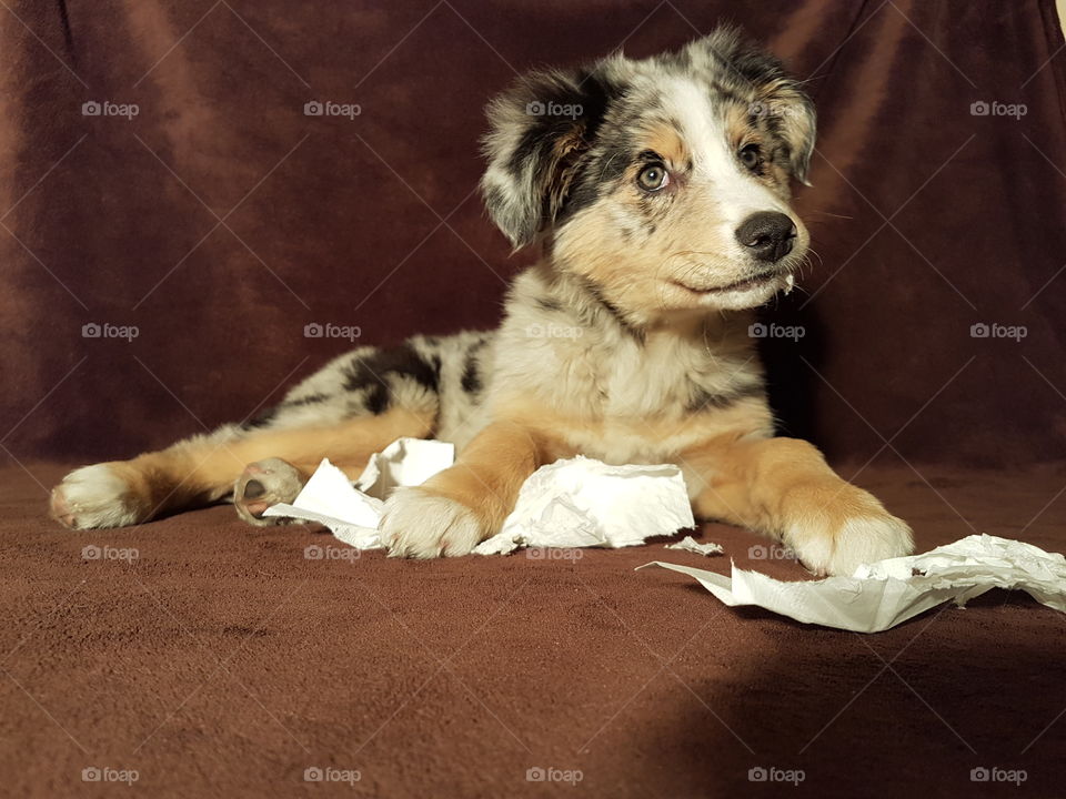 a young handsome puppy tilting his head slightly. he was about to break a handkerchief. absolutely cute and cheeky.