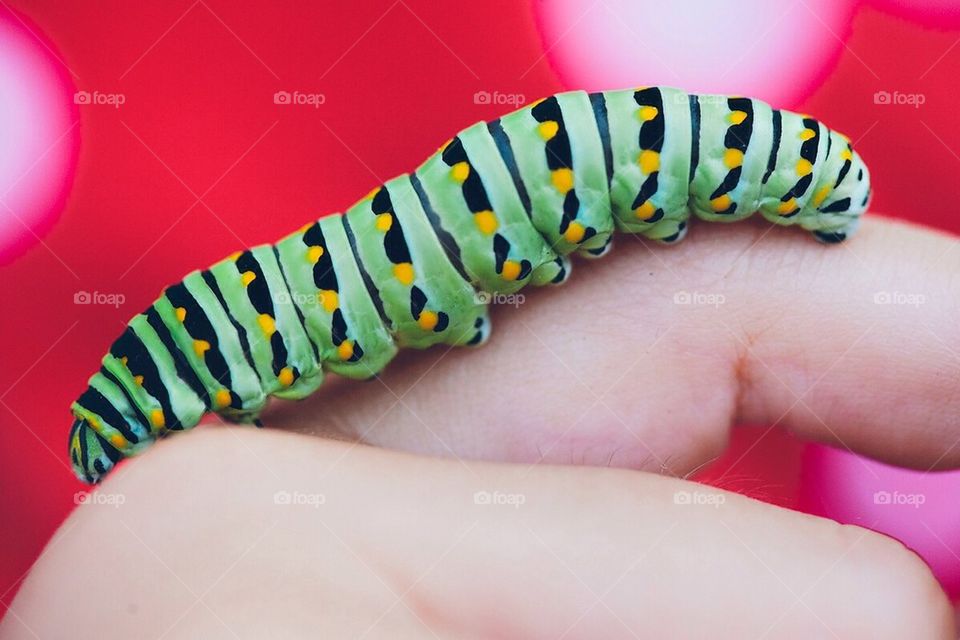 Caterpillar