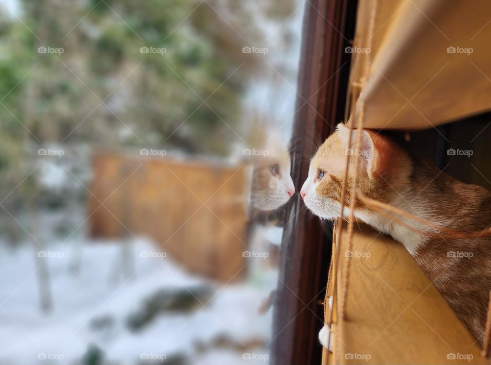 An orange and white tabby kitten peers out the window longing to play outside in the snow, with the cats face reflection in the glass.